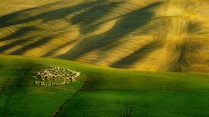 托斯卡纳一群牧羊，意大利 (© 500px/Aurora Photos)(Bing China)
