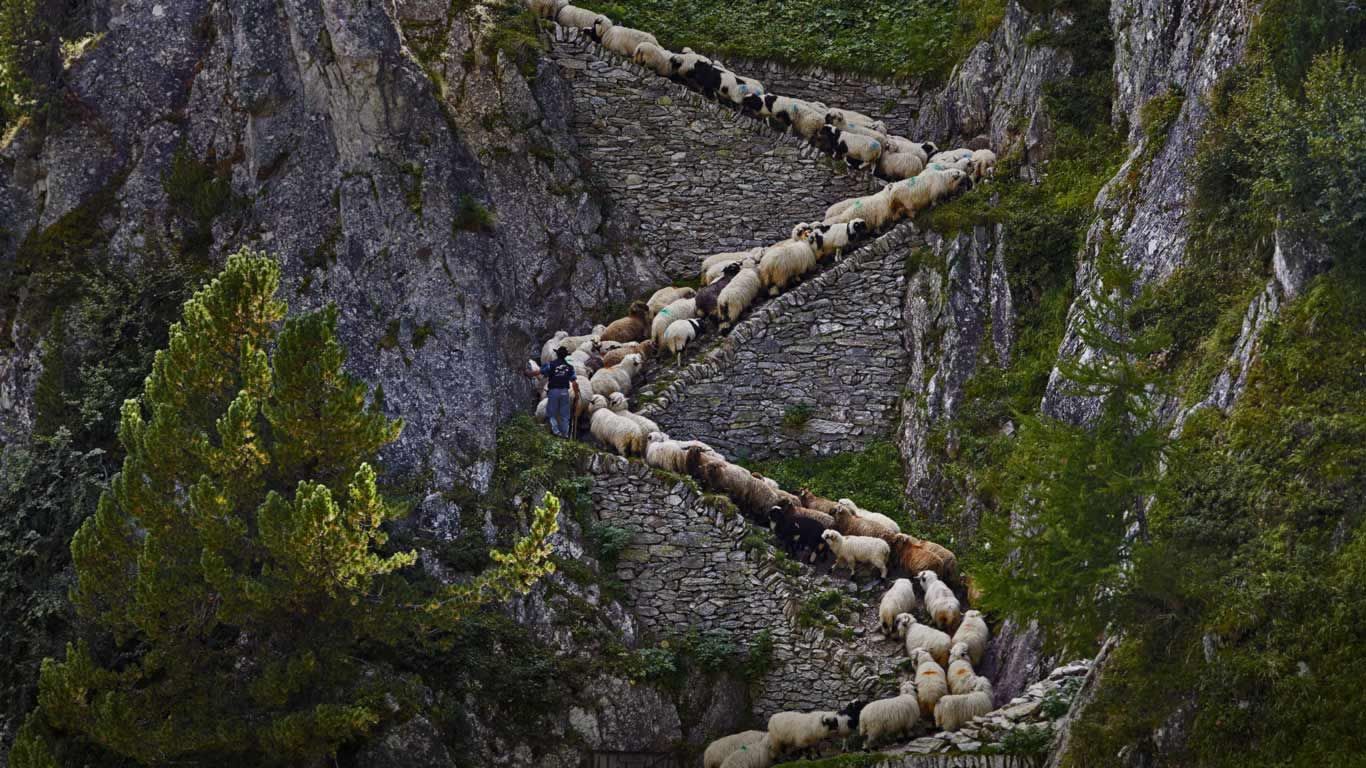 Valais Blacknose sheep in Valais, Switzerland