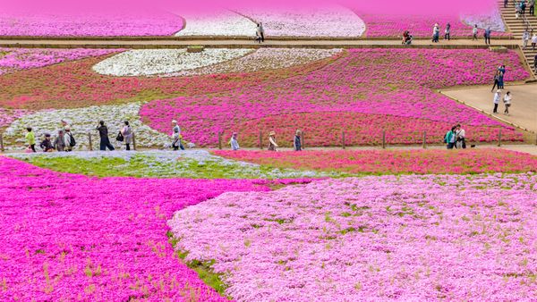 Parco Hitsujiyama, Prefettura di Saitama, Giappone