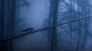 ｢シュヴァルツヴァルトのアカギツネ｣ドイツ, バーデン＝ヴュルテンベルク州 (© Klaus Echle/Minden Pictures)(Bing Japan)