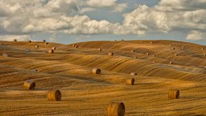 ｢干し草ロールのある風景｣イタリア,　トスカーナ州 (© Chris Ryan/plainpicture)(Bing Japan)