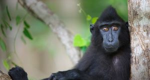 Celebes Crested Macaque resting in tree -- Jami Tarris/Corbis &copy; (Bing United States)