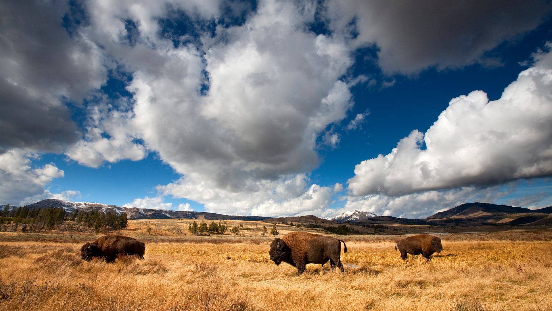 American bison in Yellowstone National Park, Wyoming, USA