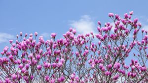 シモクレン (© Aflo Co., Ltd./Alamy)(Bing Japan)