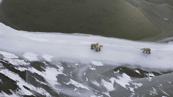 Polar bear mother and cubs, Hudson Bay, Canada