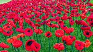 2018 Remembrance Day Poppy Project display of handcrafted poppies in Kings Park, Perth (© domonabike/Alamy Stock Photo)(Bing Australia)