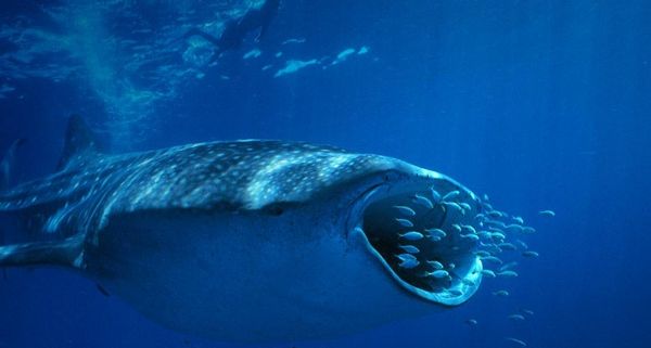 WhaleShark