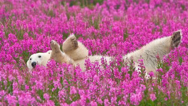 Polar bear (Nanook) playing in fireweed
