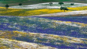 Champs en fleur dans la région d’Alentejo, Portugal (© Luis Quinta/Minden Pictures)(Bing France)