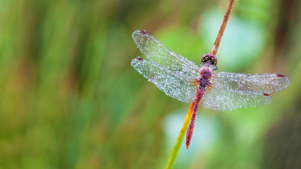 Dragonfly in a heath forest of East Flanders, Belgium