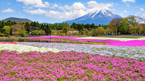 芝桜, 山梨県