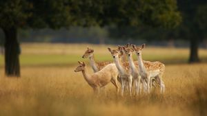 European fallow deer, England (© Enrique Aguirre Aves/Getty Images)(Bing United Kingdom)