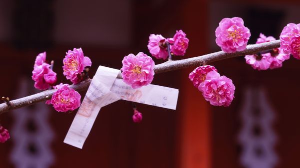 ｢梅とおみくじ｣京都, 北野天満宮