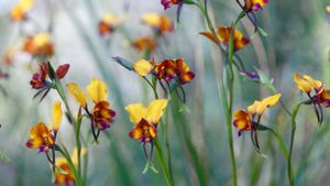 Pansy orchid (diuris magnifica) flowers in Kings Park, Perth (© Christian Ziegler/Minden Pictures)(Bing Australia)