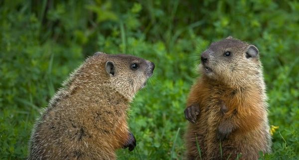 Groundhog siblings in a green meadow near Ontario, Canada