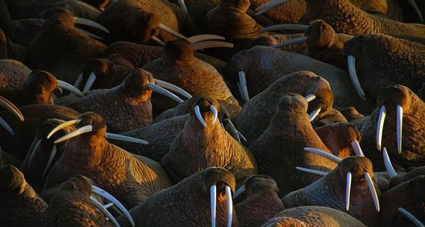 Group of Walruses
