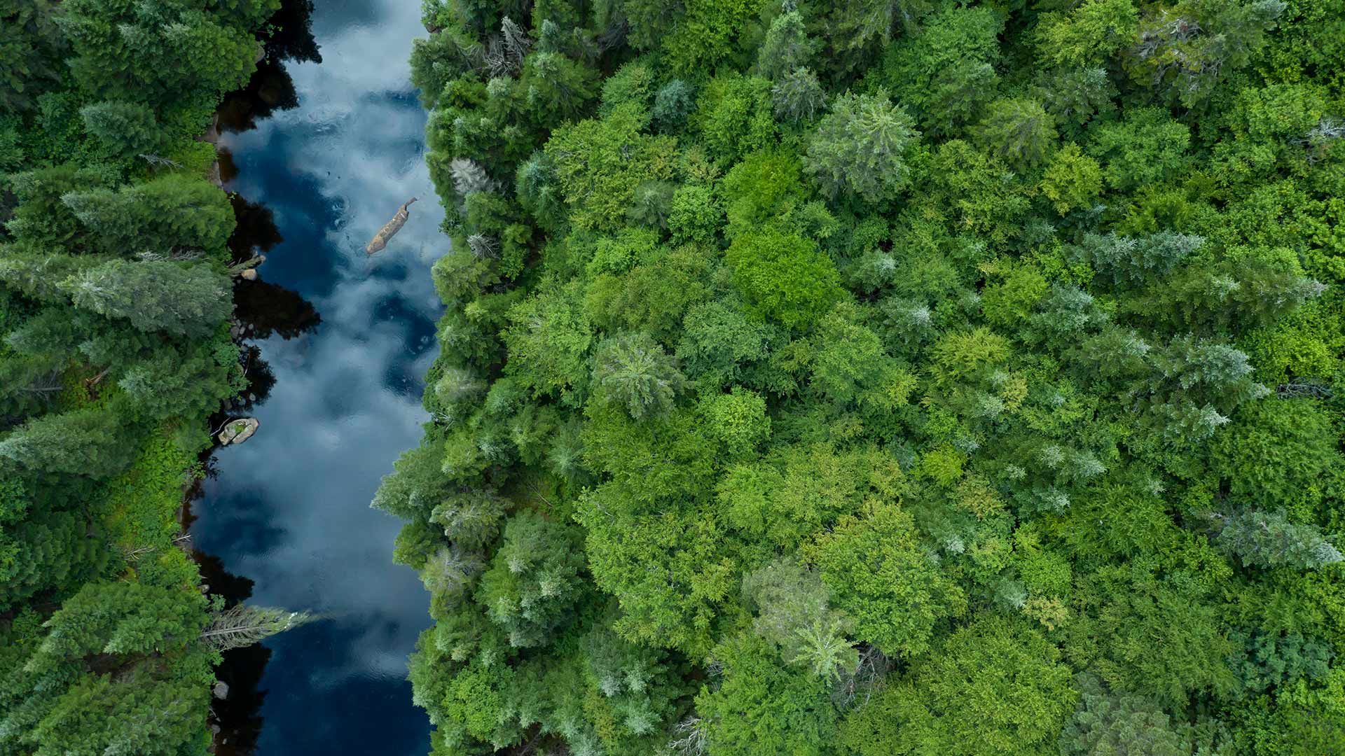 Aerial View of Boreal Forest in summer, Quebec