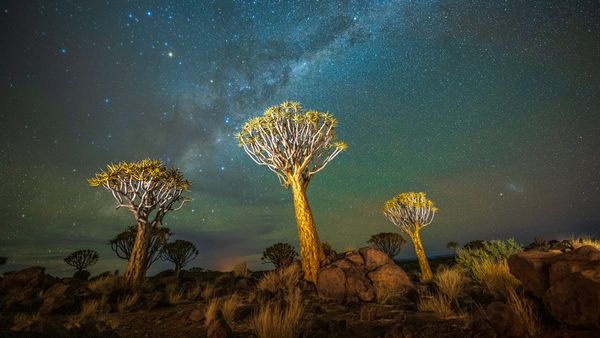 Alberi faretra di notte con la Via Lattea, Keetmanshoop, Namibia