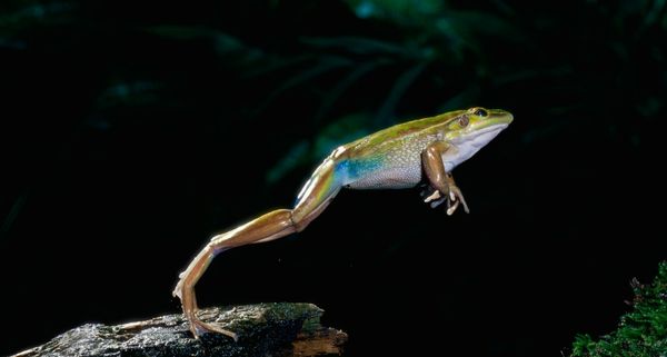 WesternGreenFrog
