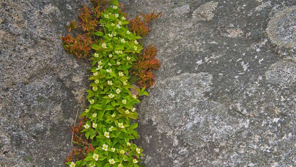 A close-up of bunchberry in Rose Blanche, Newfoundland