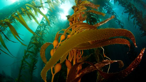 A kelp forest off Anacapa Island, Channel Islands National Park, California, United States