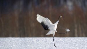 Japanese crane in Hokkaido, Japan (© Regis Cavignaux/Getty Images)(Bing Australia)