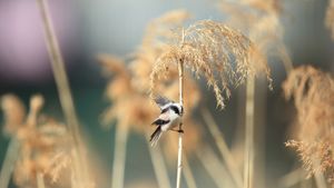 エナガ, 日本 (© feathercollector/Shutterstock)(Bing Japan)