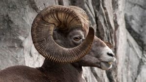 加拿大，阿尔伯塔，卡纳纳斯基斯行政区的落基山脉大角羊 (© Walter Nussbaumer/Corbis)(Bing China)