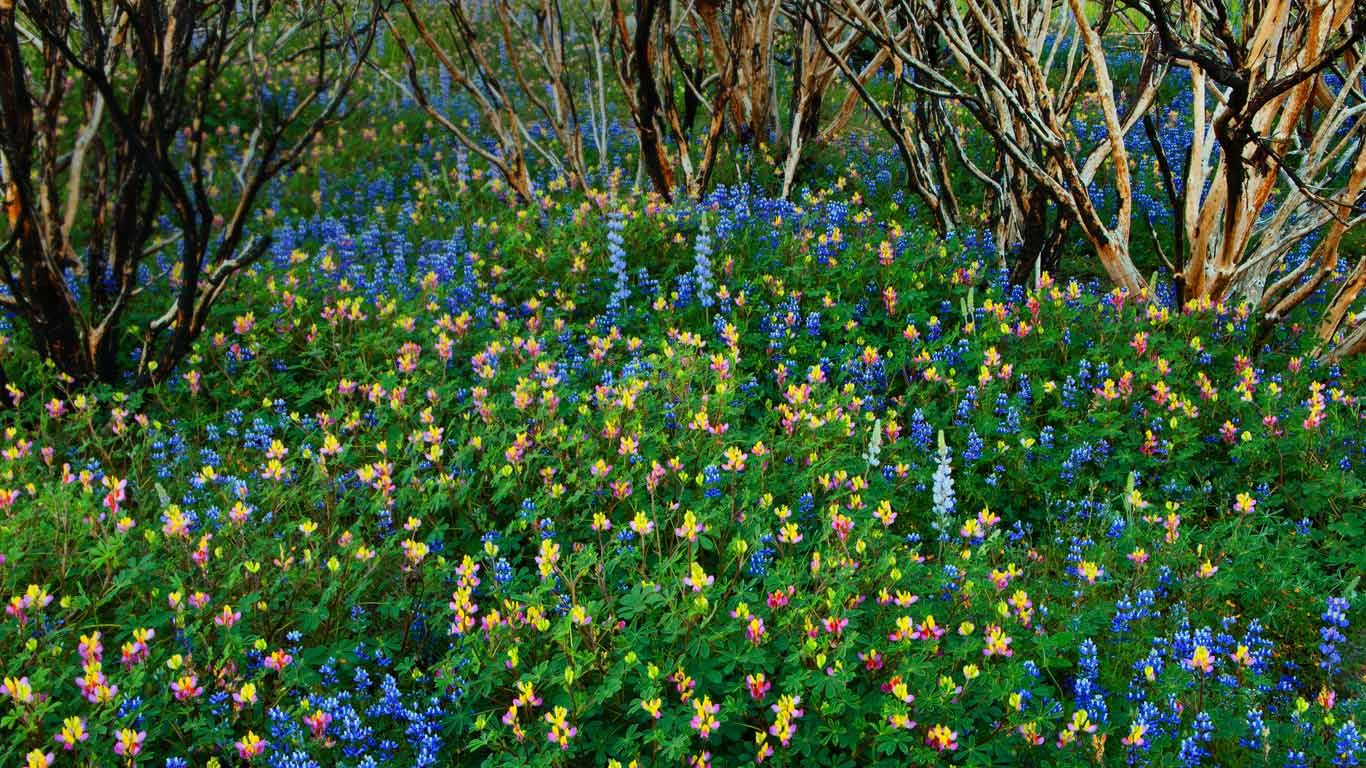 Lupine grows in a burned forest at Yosemite National Park, California
