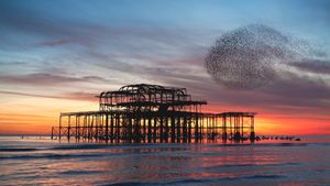 Starling murmuration over the ruins of Brighton's West Pier, England (© Philip Reeve/Photodisc/Getty Images)(Bing New Zealand)