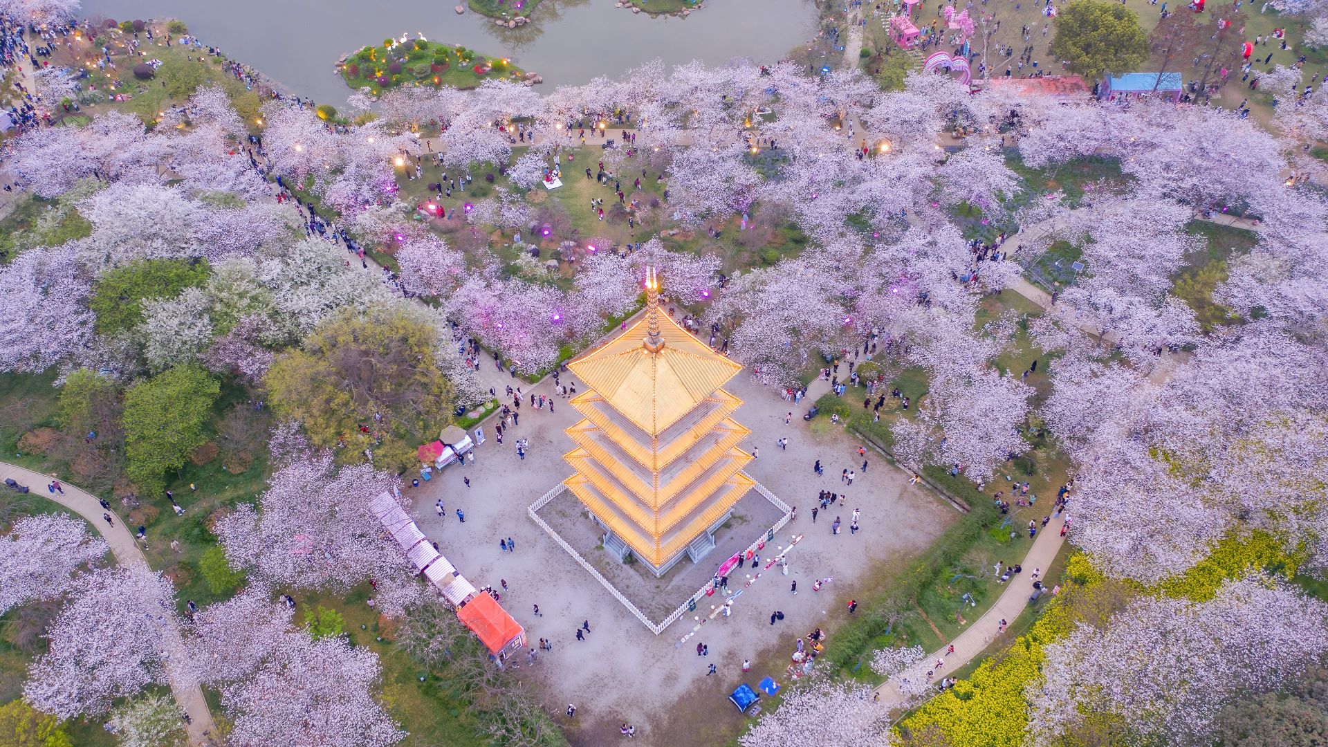 Cherry blossoms at East Lake Cherry Blossom Park, Wuhan, China