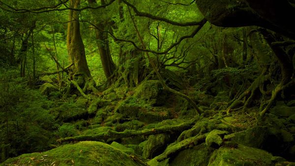 Mononoke Hime no Mori on Yakushima, Japan