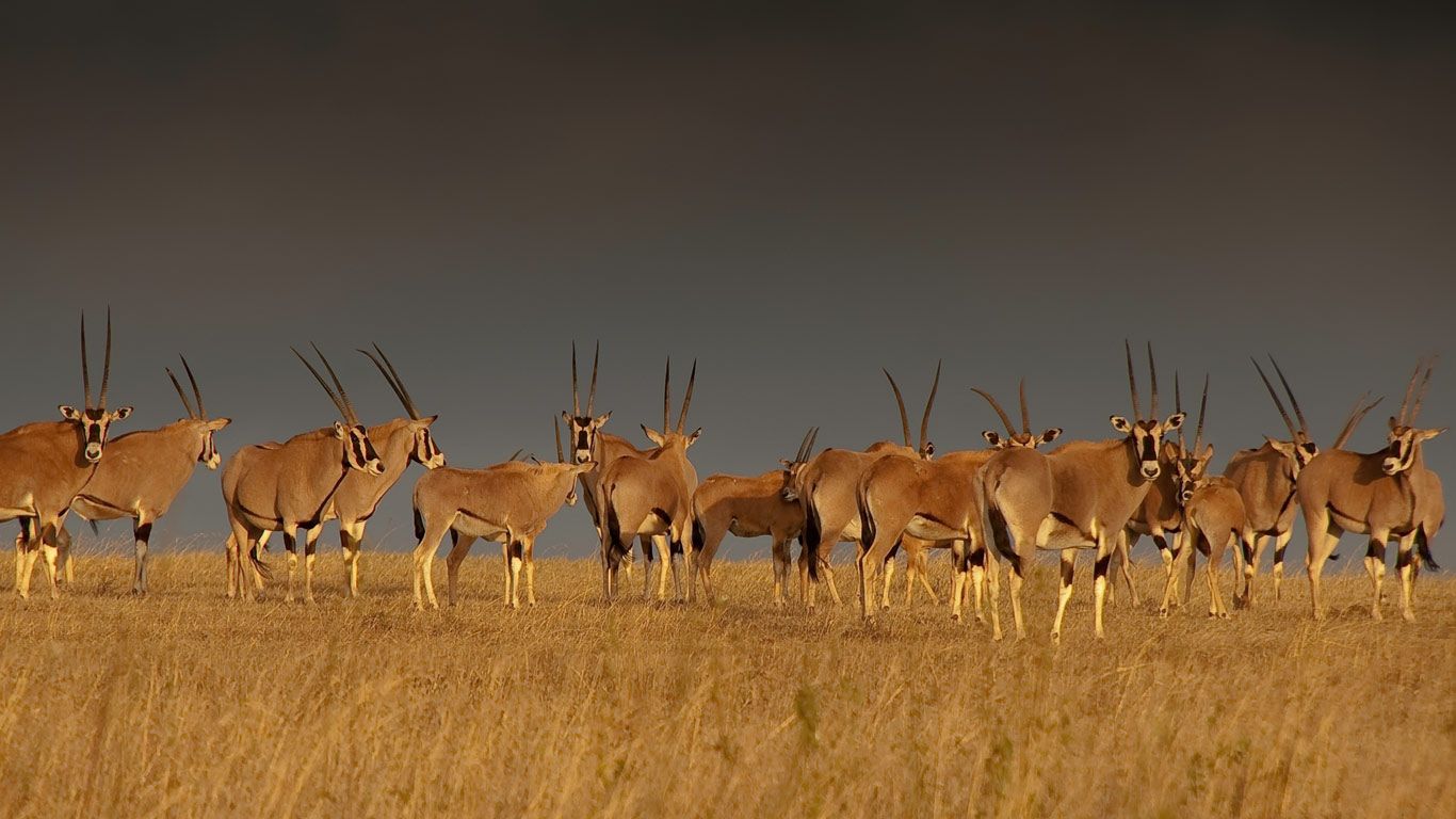 East African oryx herd, Solio Game Reserve in Kenya's Great Rift Valley