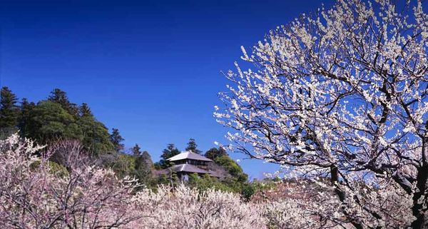 ｢偕楽園｣茨城, 水戸市