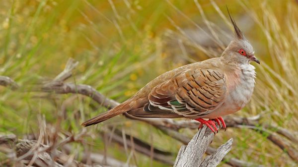 Crested pigeon in Uluru-Kata Tjuta National Park, Australia