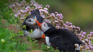 一对大西洋海雀在接吻，设得兰群岛，苏格兰 (© Vince Burton/Minden Pictures)(Bing China)