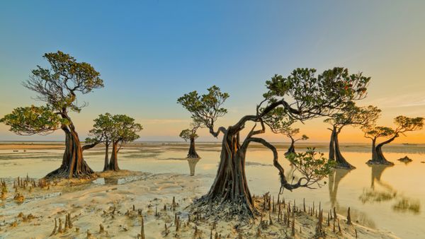 Mangrove trees, Walakiri Beach, Sumba Island, Indonesia