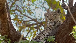 博茨瓦纳的禁猎区，倚靠在树上的豹 (© Getty Images)(Bing China)