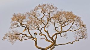 潘塔纳尔湿地中的裸颈鹳，巴西 (© Juan-Carlos Munoz/Minden Pictures)(Bing China)