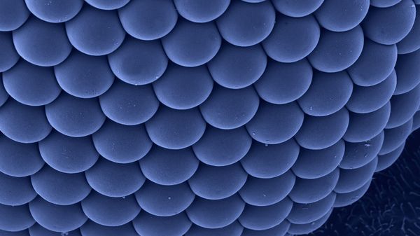 Compound eye of a female Asian tiger mosquito