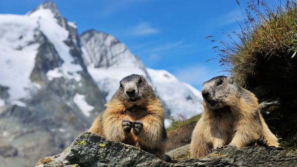 Marmotte alpine, Parco Nazionale degli Alti Tauri, Austria