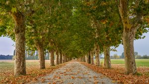 Viale alberato, Pinerolo, Torino, Piemonte (© Diana Robinson Photography/Moment)(Bing Italia)