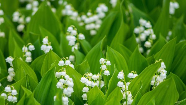 Muguet de mai en fleurs