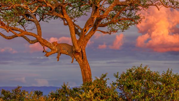 Leopardo, riserva nazionale del Masai Mara, Kenya