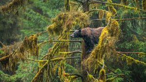 一只在Tongass国家森林公园的成年黑熊，阿拉斯加州 (© Mark Kelley/Tandem Stills + Motion)(Bing China)