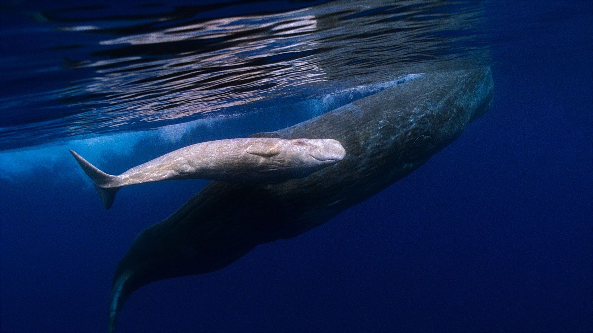 Sperm whale mother and albino baby swimming off the coast of Portugal