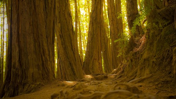Giant redwood trees in Muir Woods National Monument, California, USA