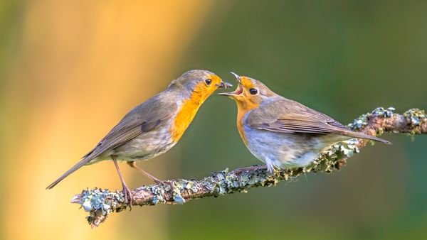 A robin feeding its chick, Netherlands