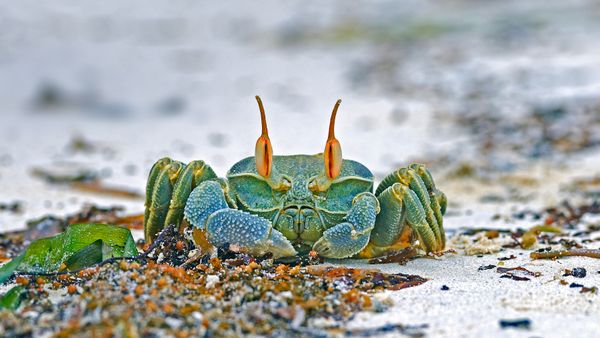Horned ghost crab, Grand Anse, Praslin island, Seychelles