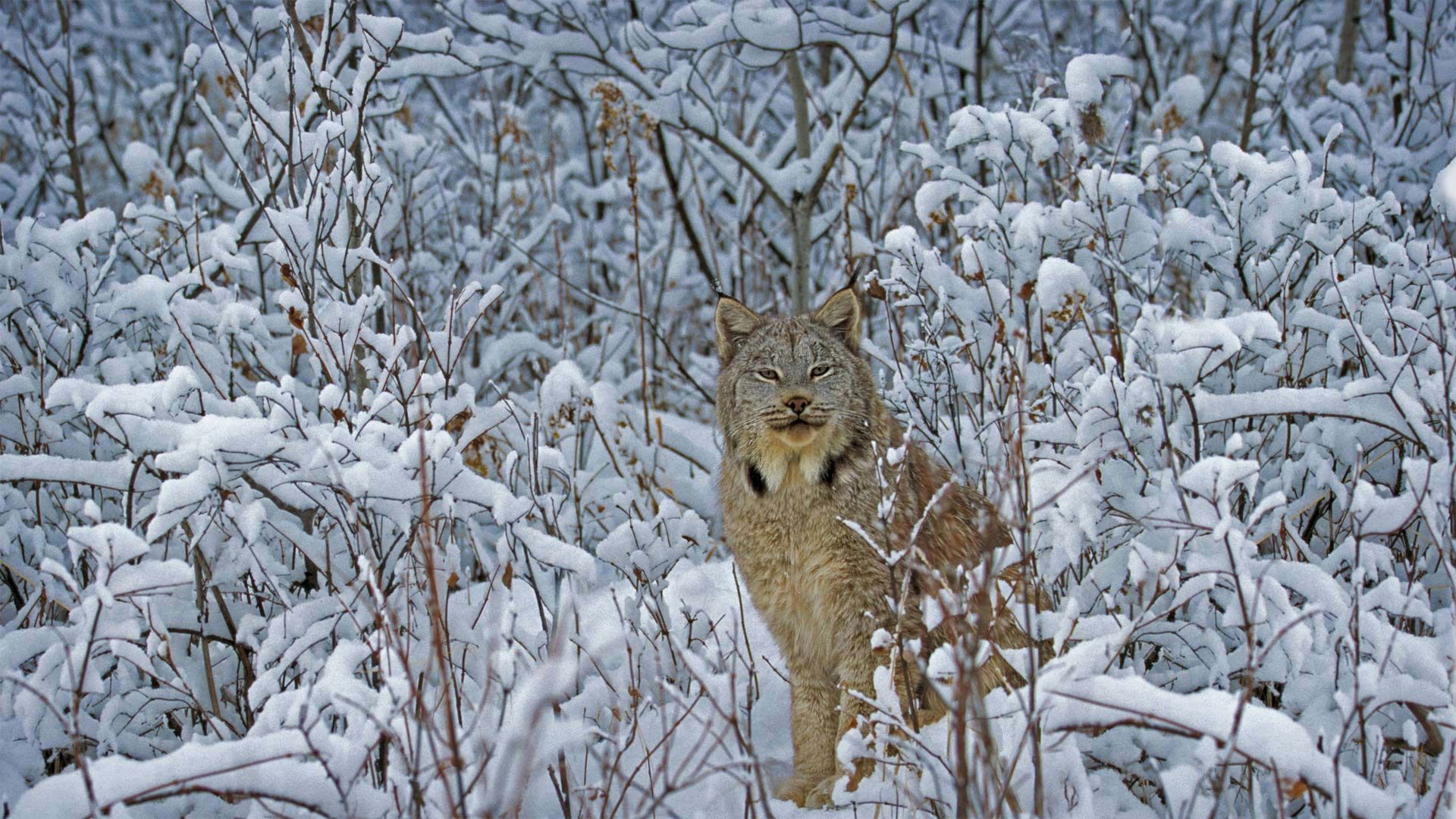 Canada lynx in Montana